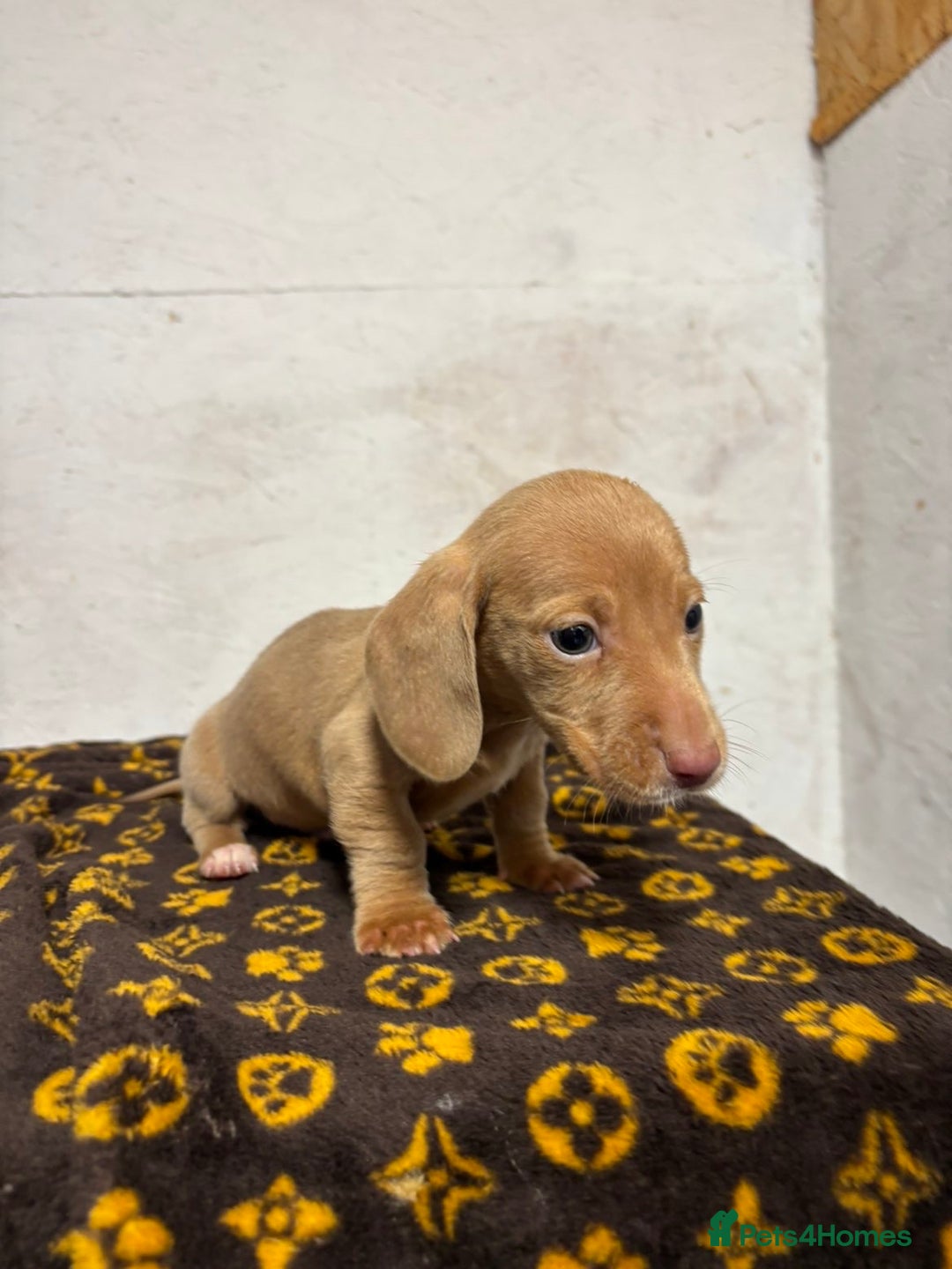 Dachshund dogs for sale: 🎅Beautiful miniature dachshunds🏡 - Advert 9