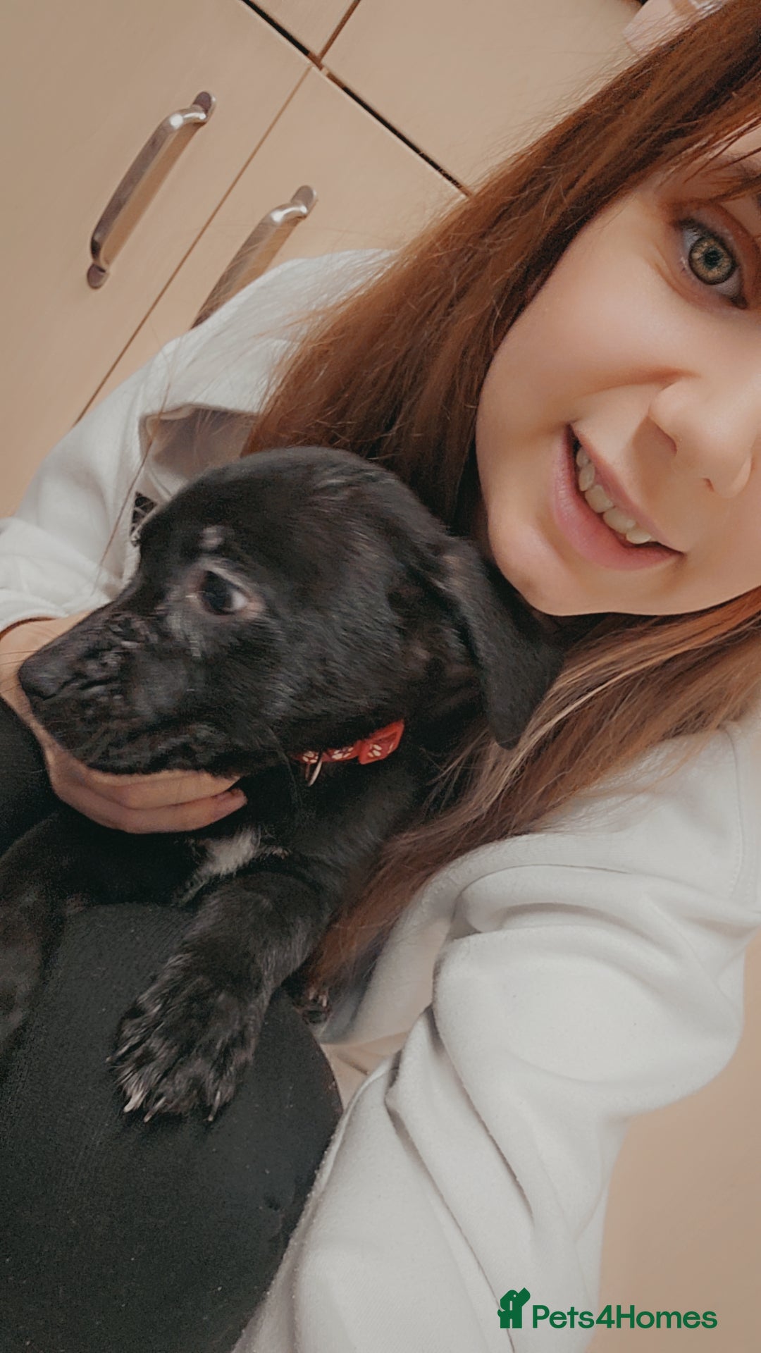 Mixed Breed dogs for sale: 3 female puppies - Advert 6