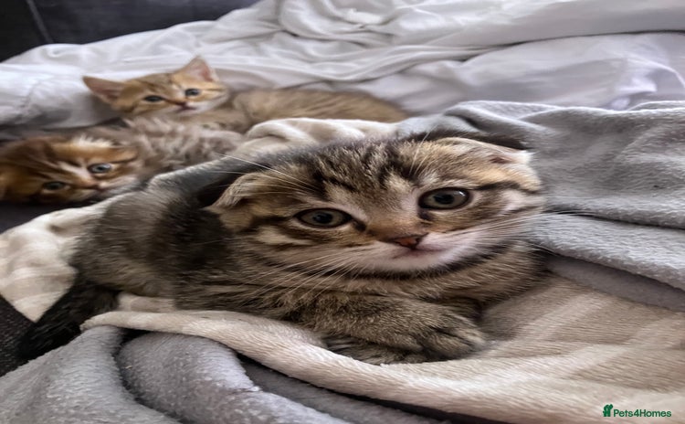 Scottish Fold cats - Advert 16