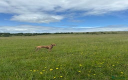 Mixed Breed dogs for sale: Mara - Doberman X Lurcher 7 month old girl - Image 23
