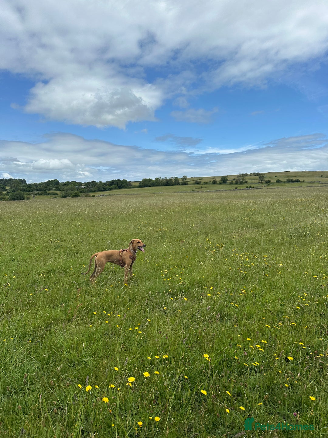 Mixed Breed dogs for sale: Mara - Doberman X Lurcher 7 month old girl - Image 23