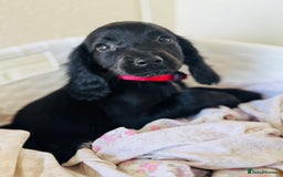 Cocker Spaniel dogs for sale: Beautiful cocker spaniels puppies for sale - Image 24
