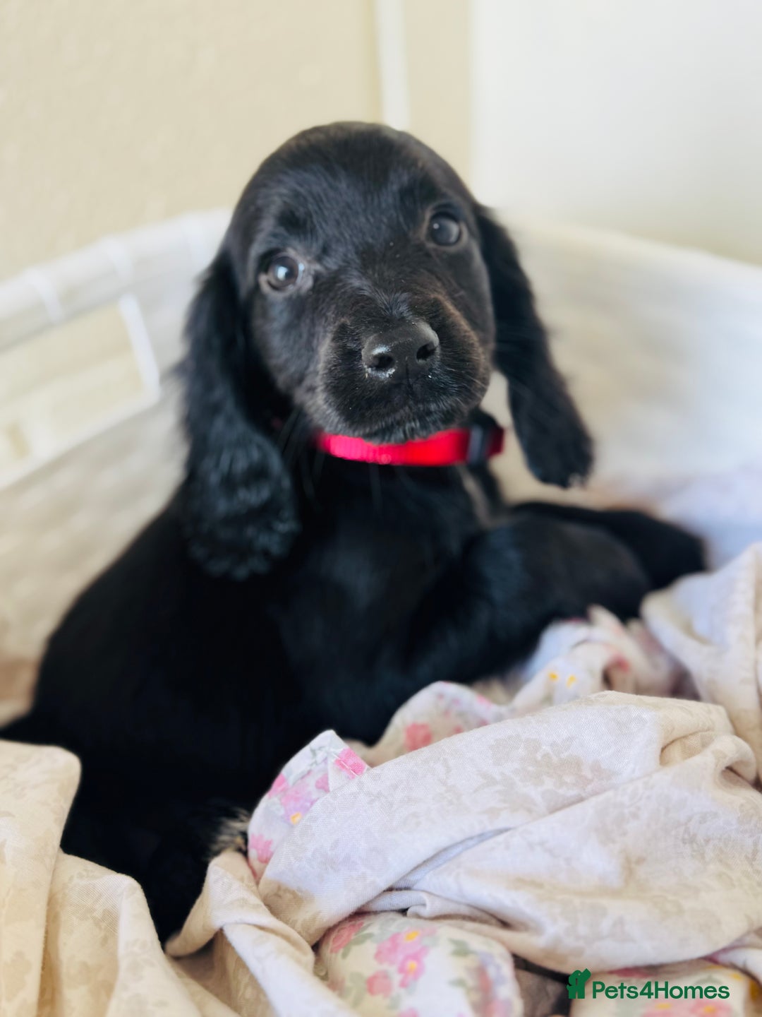 Cocker Spaniel dogs for sale: Beautiful cocker spaniels puppies for sale - Image 24