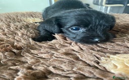 Mixed Breed dogs for sale: 3/4 patterdale 1/4 staffy x cavapoo pups - Image 15