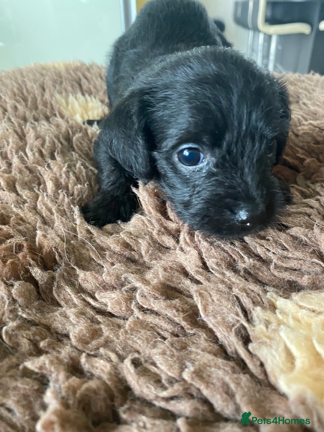 Mixed Breed dogs for sale: 3/4 patterdale 1/4 staffy x cavapoo pups - Image 15