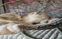 Ragdoll cats for sale: Quality Tica reg Ragdoll kittens  - Image 13