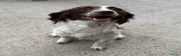 Sproodle dogs for sale: Gorgeous Sproodles - Advert 2