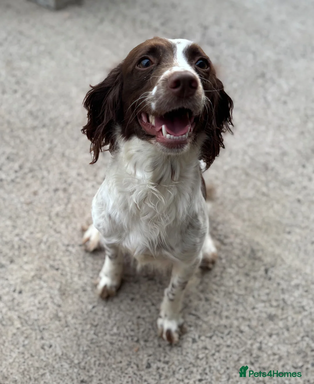 Sproodle dogs for sale: Gorgeous Sproodles - Advert 2
