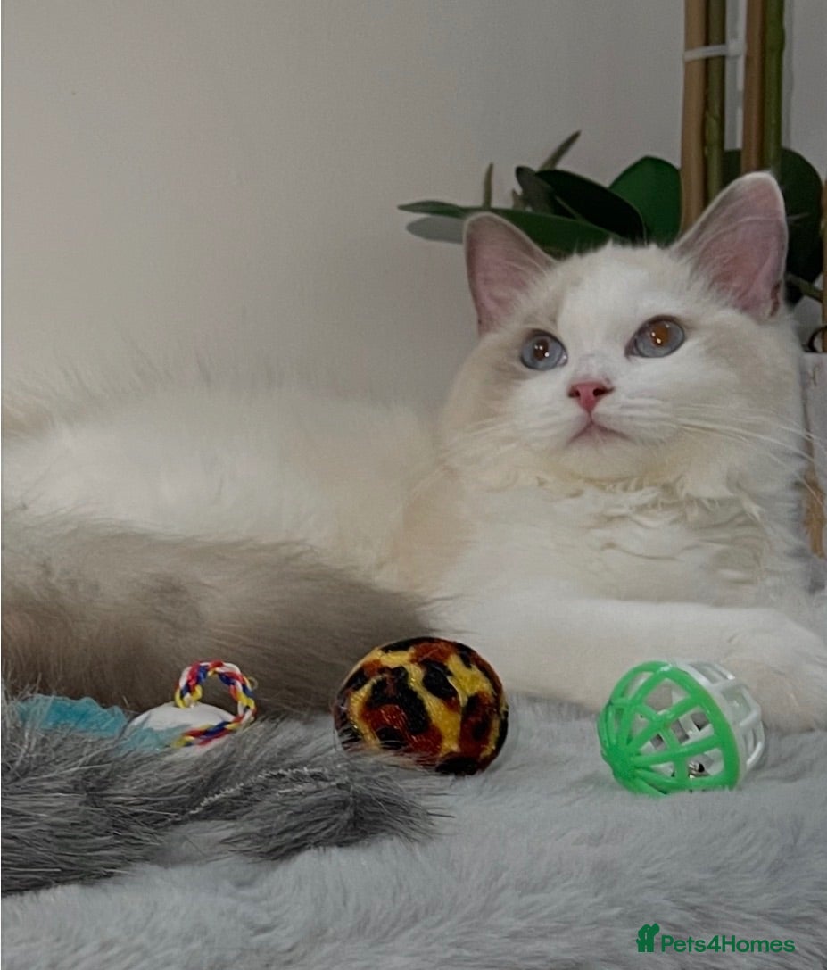 Ragdoll cats Tica registeredChampion breed Ragdoll kittens - Advert 1