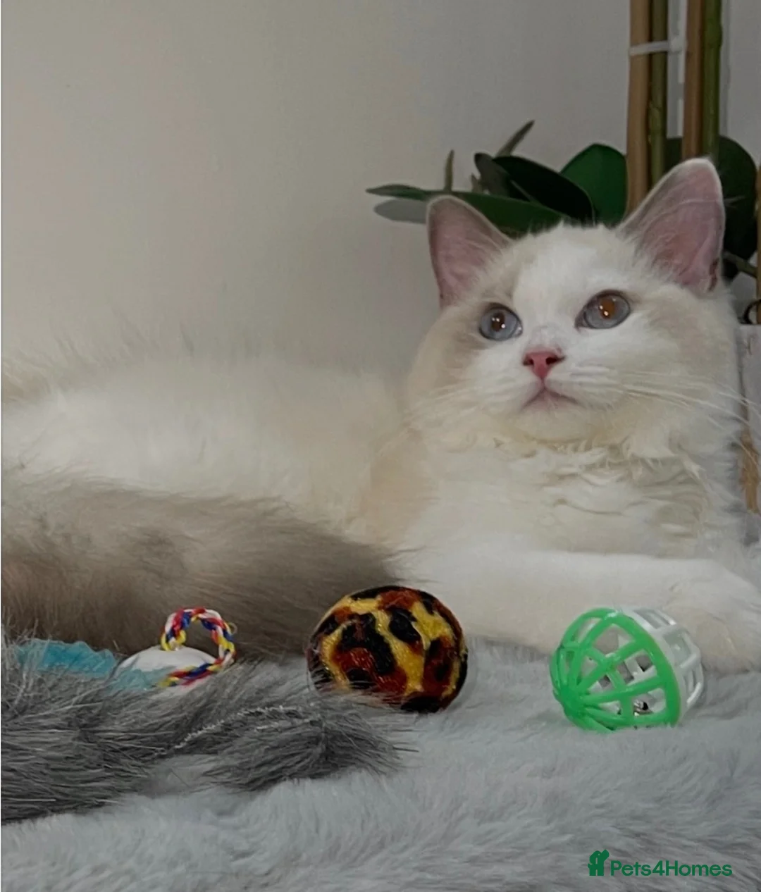 Ragdoll cats for sale: Ragdoll kittens - Advert 2