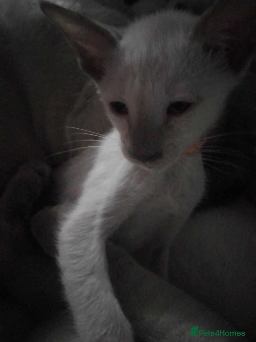 Siamese cats for sale: Siamese kittens - Advert 3