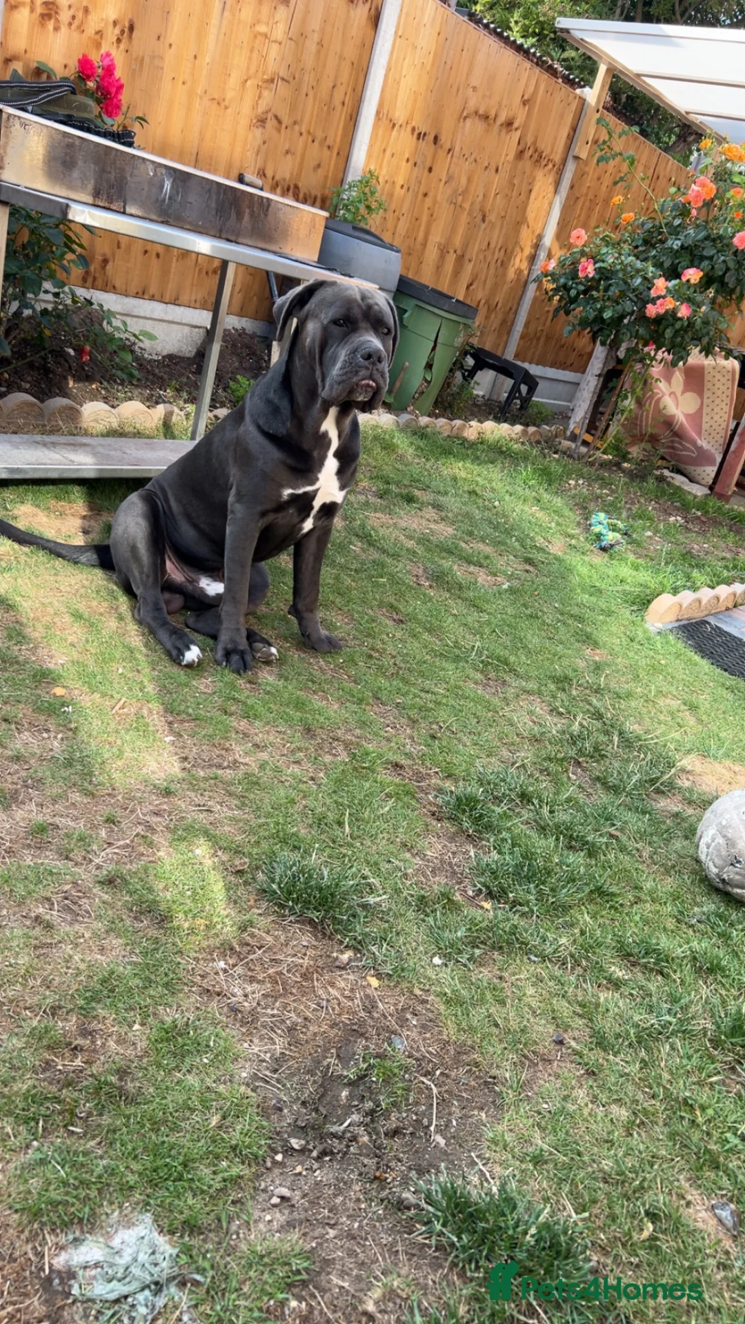 Cane Corso dogs for sale: Kane 2.5 year old Cane Corso  in Clacton-on-Sea - Advert 2