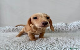 Miniature Dachshund dogs for sale: 🥰 3 cream smooth haired ready 6th November🥰  - Image 16