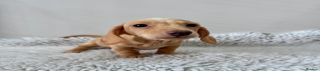 Miniature Dachshund Puppy 4