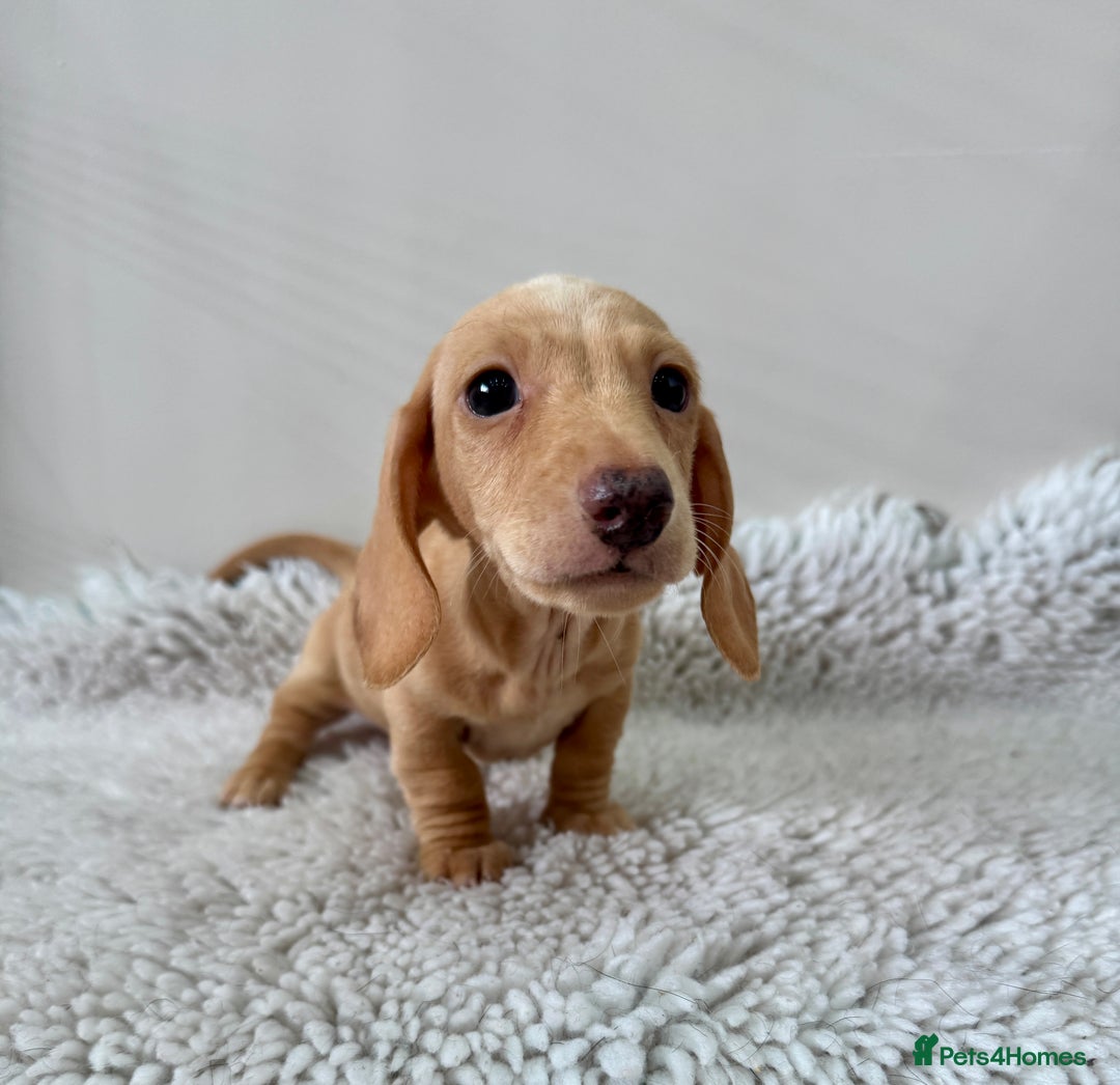 Miniature Dachshund dogs for sale: 🥰 3 cream smooth haired ready 6th November🥰  - Image 16