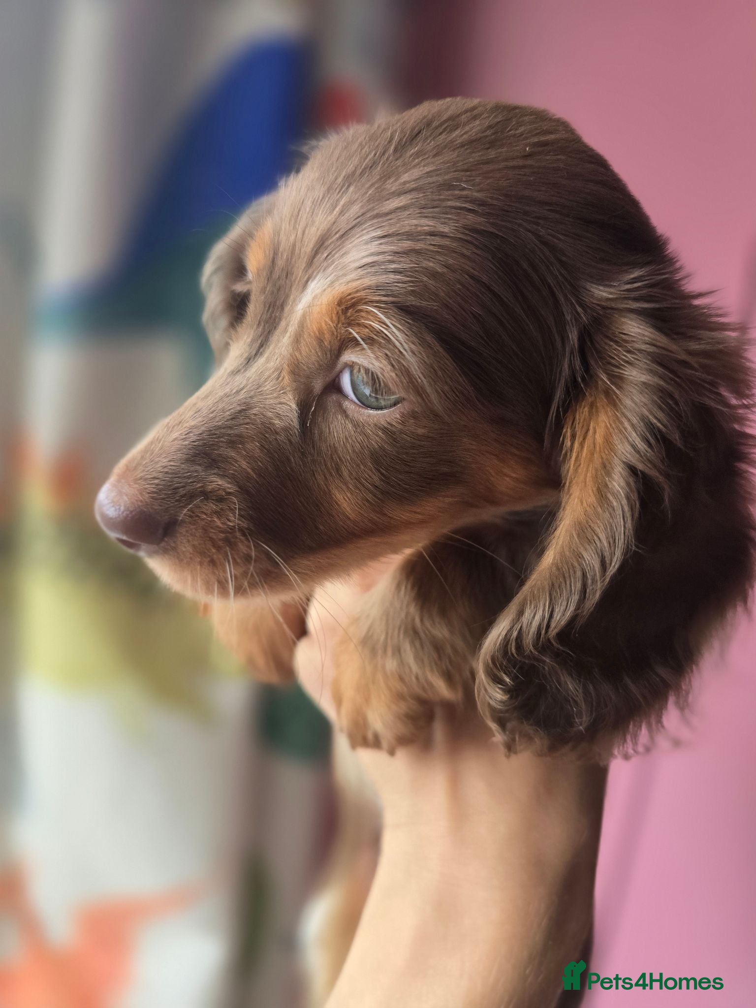 Miniature Dachshund dogs Ready to leave tomorrow  - Advert 16