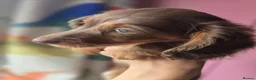 Miniature Dachshund dogs for sale: Ready Now  - Advert 7