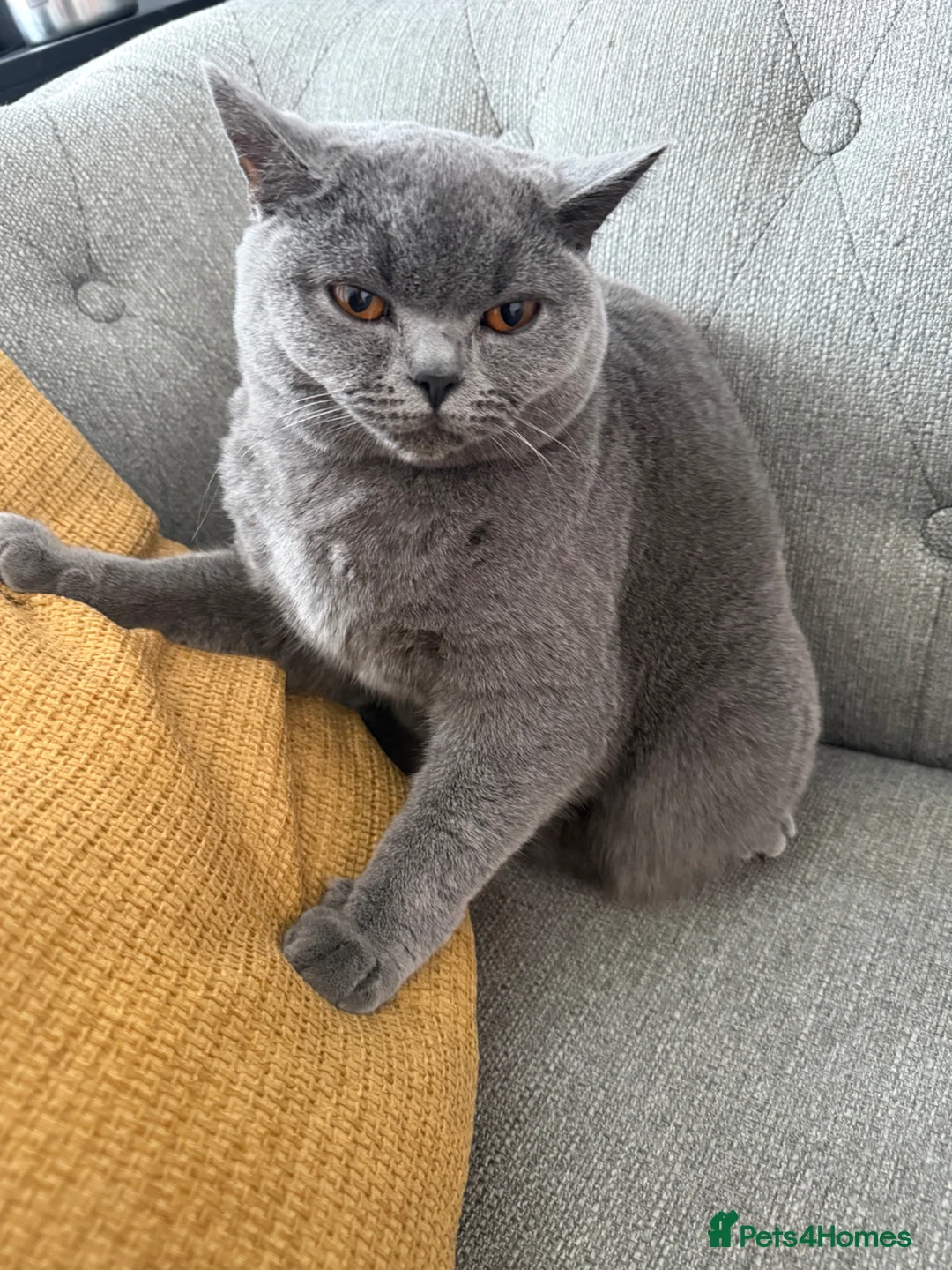 British Shorthair cats for sale: Beautiful Friendly Cat Looking for a Loving Home - Advert 2