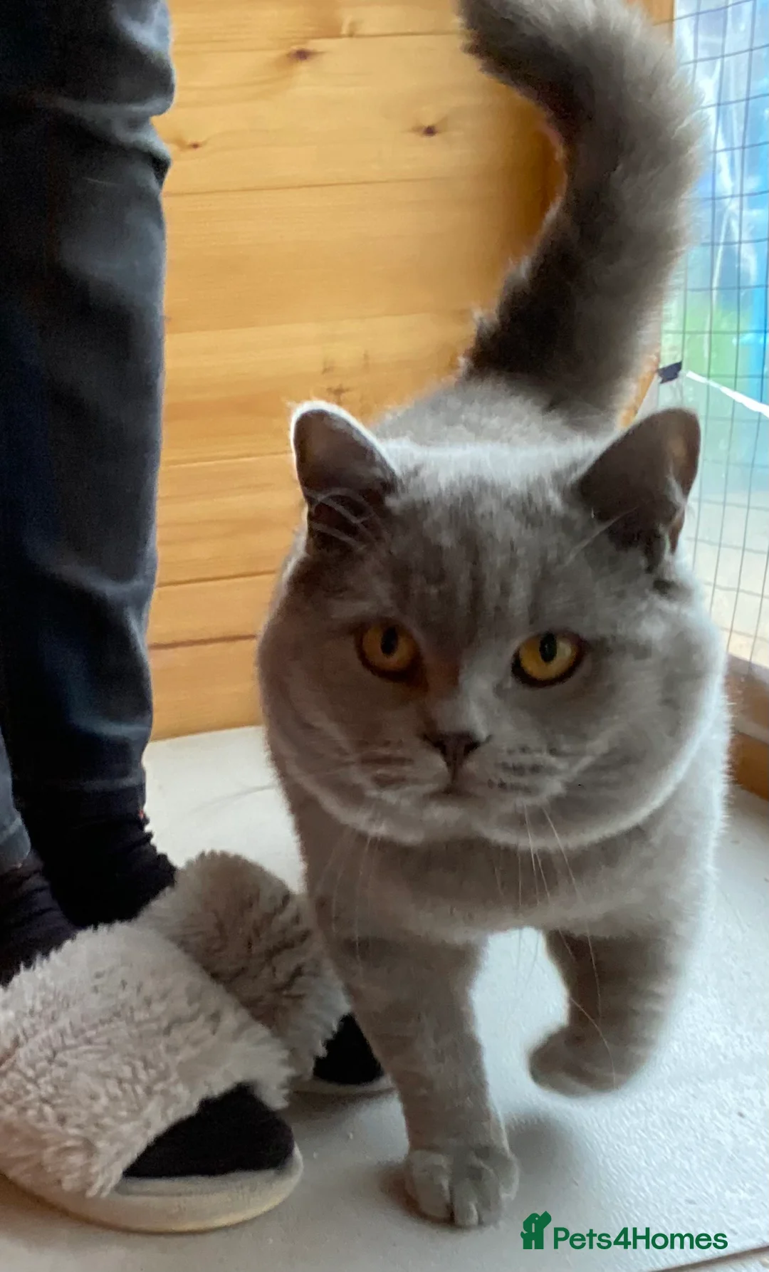 British Shorthair cats for stud: GCCF British Shorthair Blue&Chocolate Champions - Advert 12