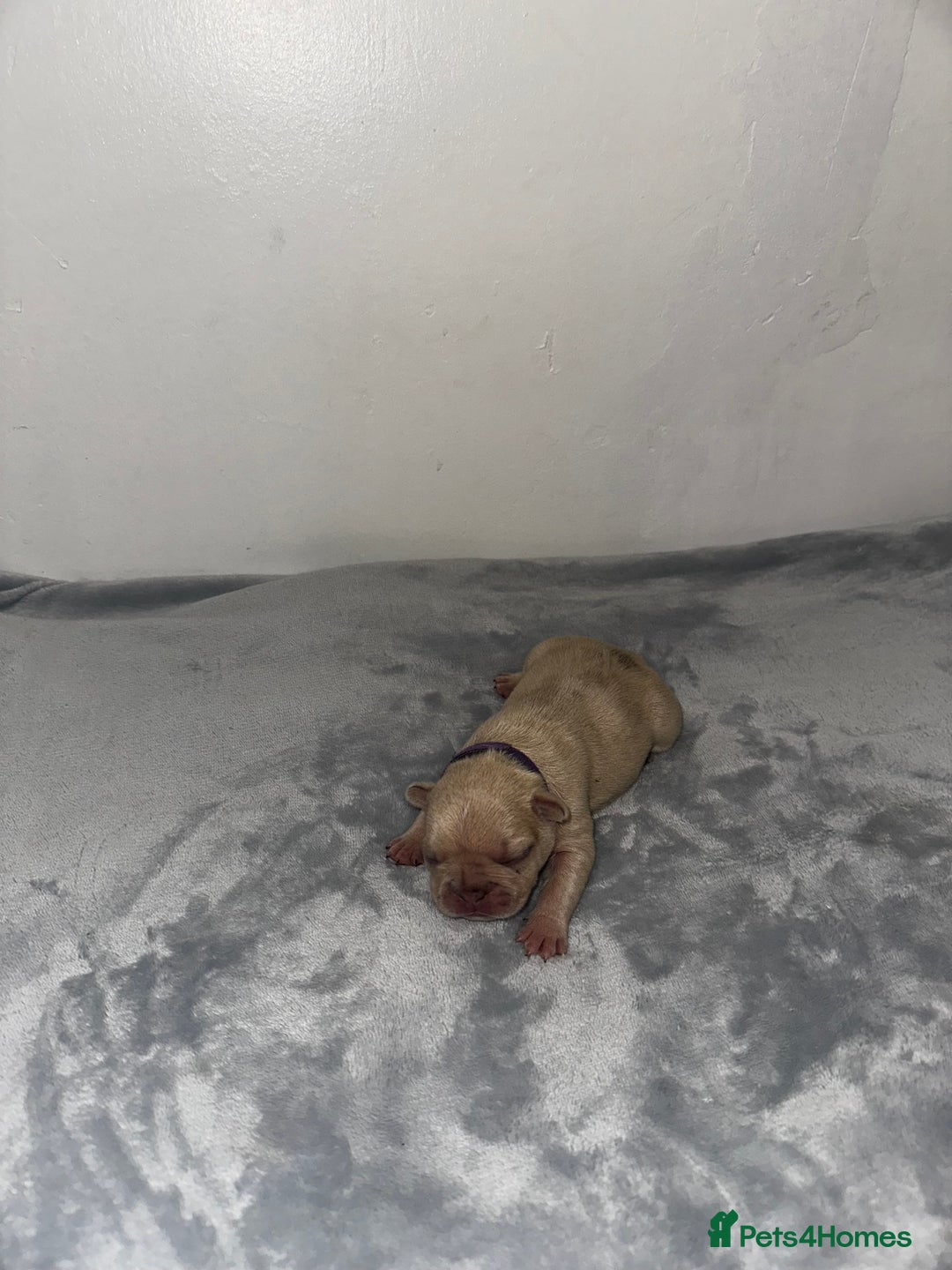 French Bulldog dogs for sale: DWKC French bulldog puppies - Advert 13