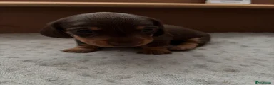 Miniature Dachshund 3