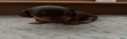 Miniature Dachshund dogs for sale: KC Registered Miniature Daschunds for sale!! - Advert 5