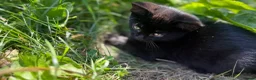 Mixed Breed cats for sale: Kittens - Advert 4