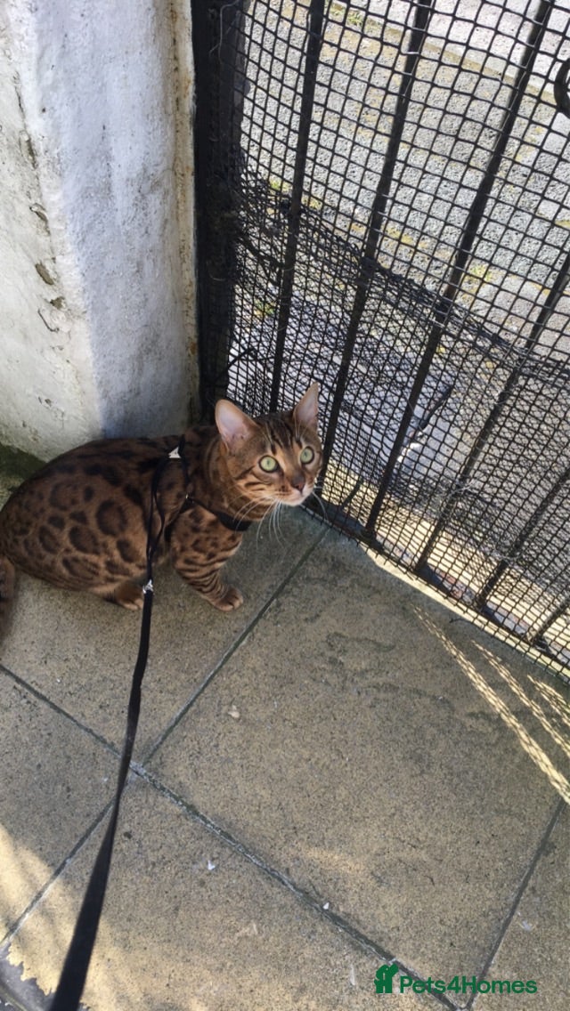 Bengal cats Bengal male unneutered - Advert 1