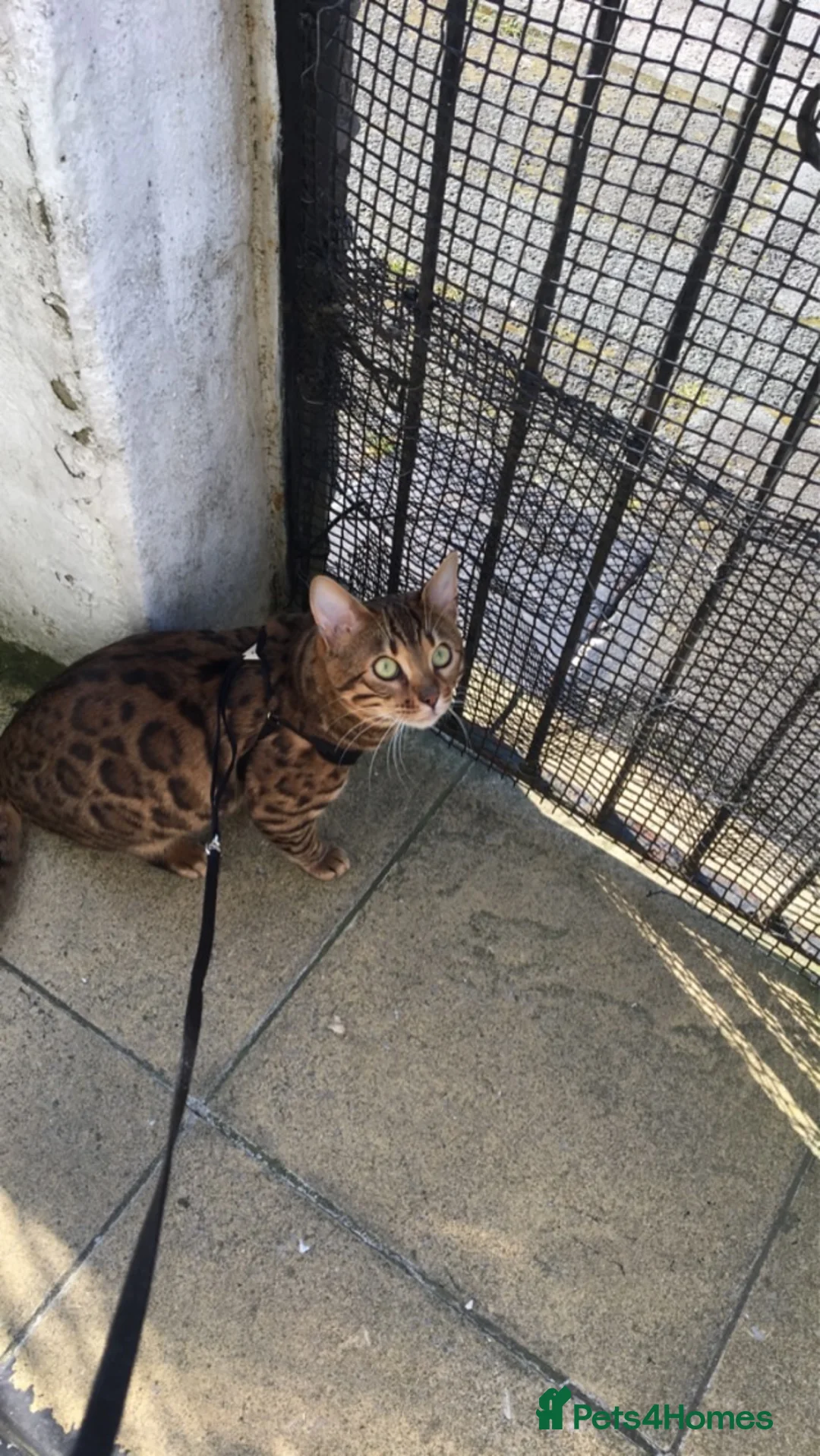 Bengal cats for sale: Bengal male unneutered - Advert 1