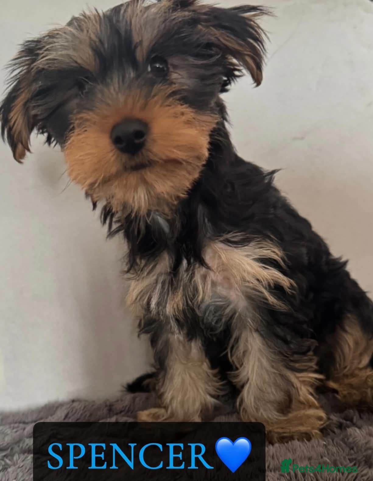Yorkshire Terrier dogs Yorkshire Terrier Puppies - Advert 4