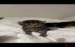 British Shorthair cats for sale: British shorthair, Russian blue and Persian mix   - Image 11