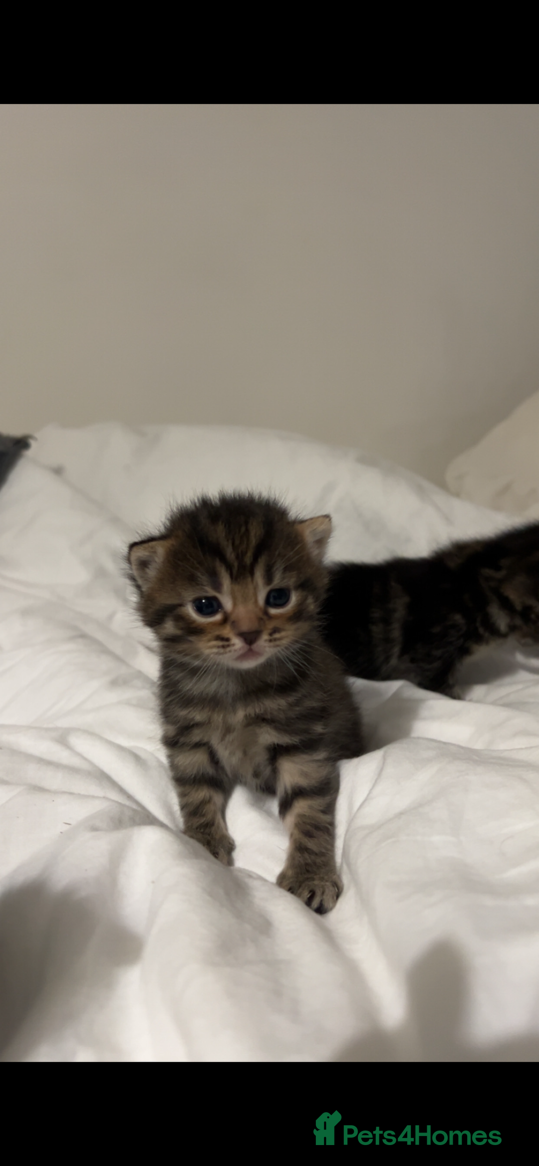 British Shorthair cats for sale: British shorthair, Russian blue and Persian mix   - Image 11