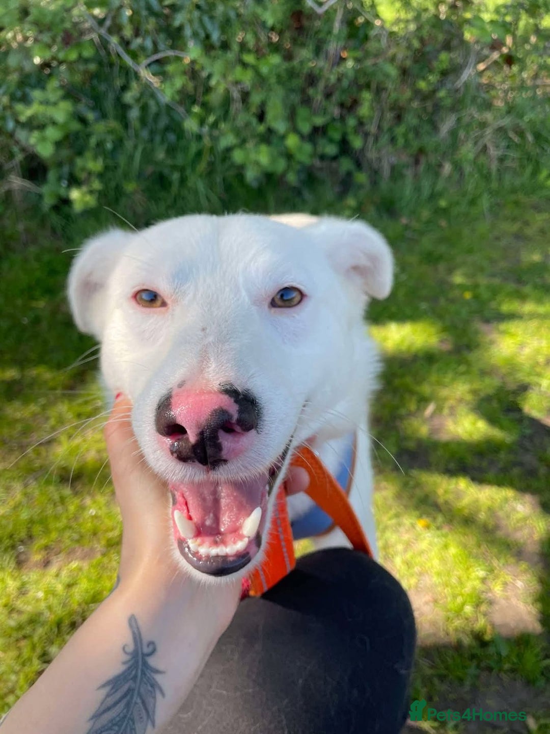 Mixed Breed dogs for adoption: Meet Goose, currently residing in Cheshire  - Image 6