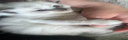 Ragdoll cats for sale: Gorgeous Ragdoll kittens for sale - Advert 19