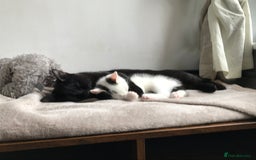 Khao Manee cats for sale: Male kitten  - Image 4