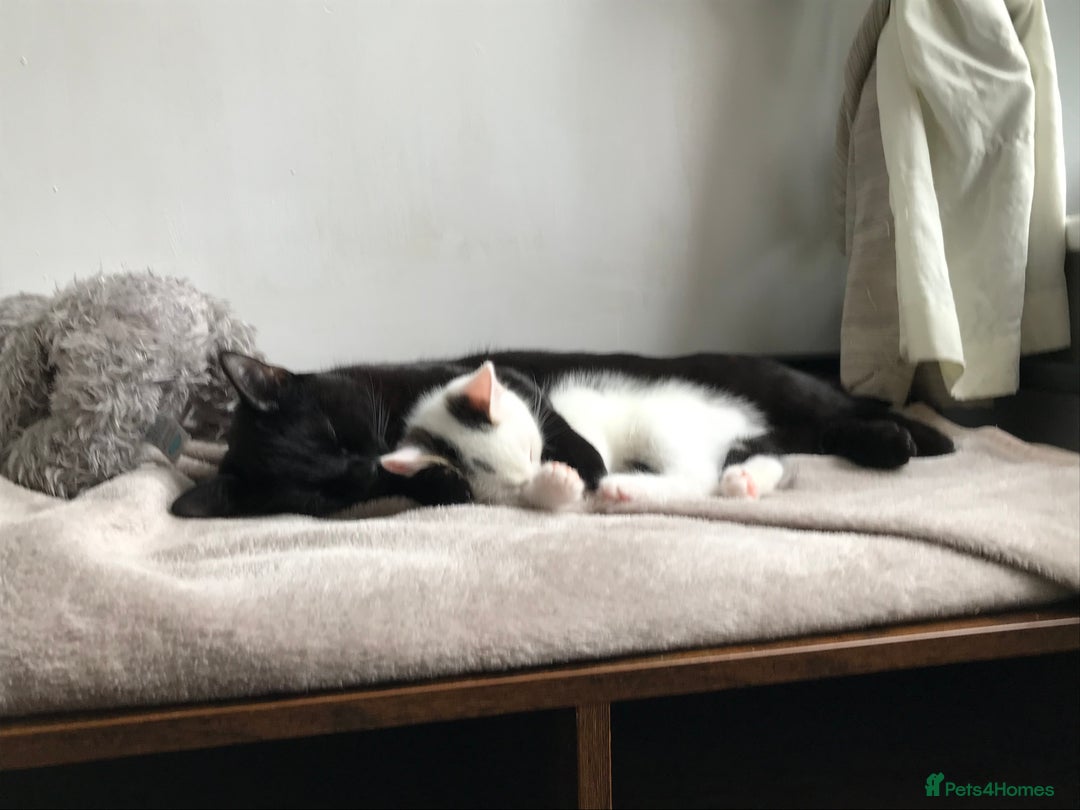 Khao Manee cats for sale: Male kitten  - Image 4