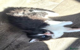 Ragdoll cats for sale: Adorable mixed Norwegian/Ragdoll left  in Dundee - Image 9