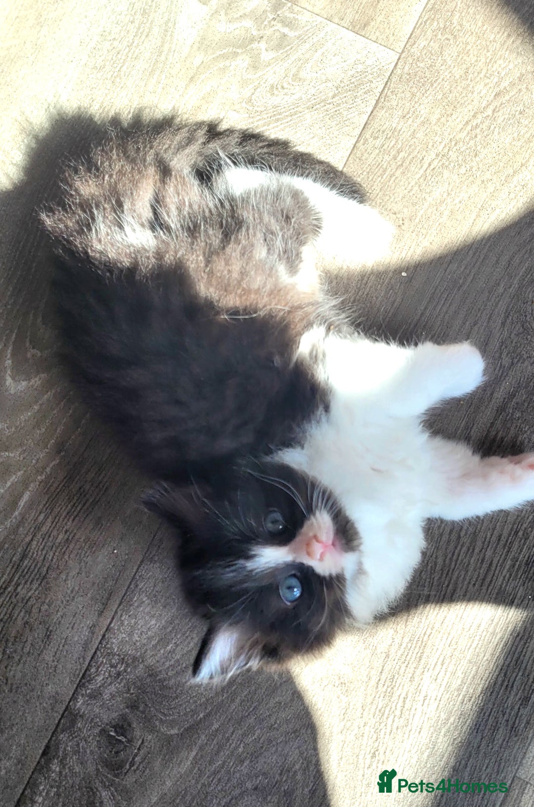 Ragdoll cats for sale: Adorable mixed Norwegian/Ragdoll left  in Dundee - Image 9