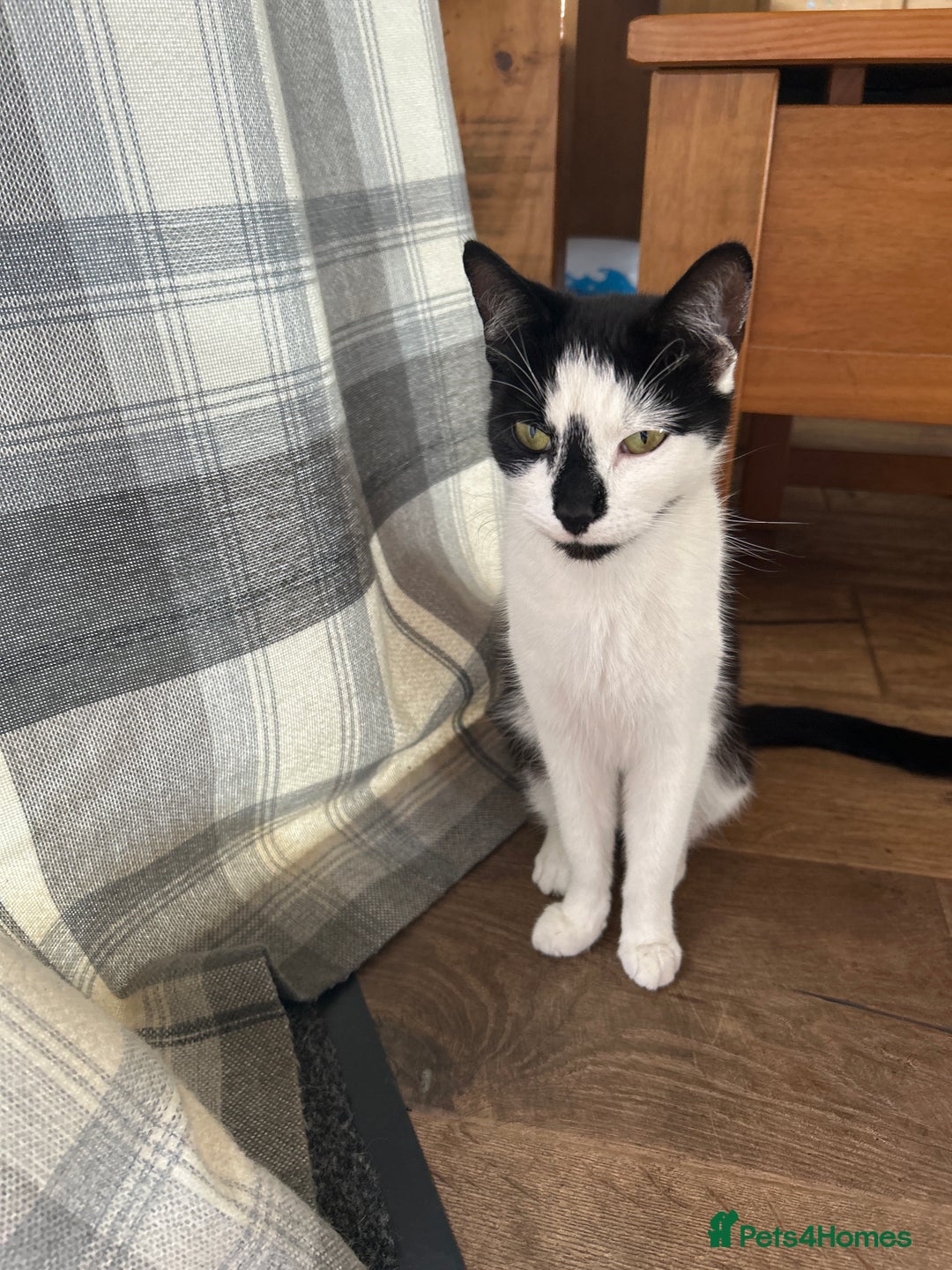 Domestic Shorthair cats for sale: Black and white shorthair kittens  - Image 12