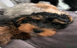 Miniature Poodle dogs for stud: KC phantom miniature poodle stud health tested in Thetford - Image 23