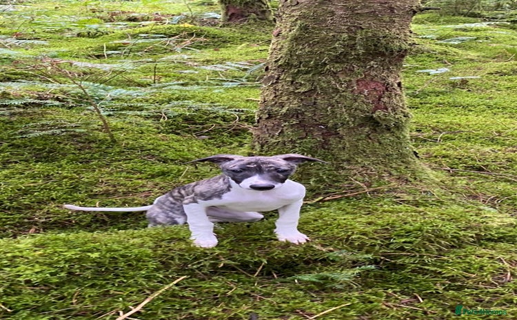 Whippet dogs - Advert 1