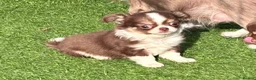Chihuahua dogs for sale: Amazing tiny long coat girl puppy  - Advert 10