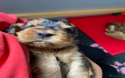 Cocker Spaniel dogs for sale: KC Sable show type Cocker spaniel puppies - Image 13