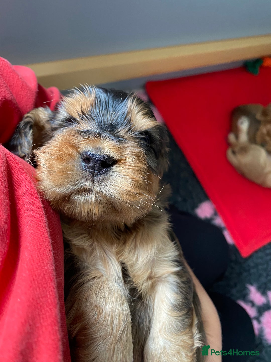 Cocker Spaniel dogs for sale: KC Sable show type Cocker spaniel puppies - Image 13