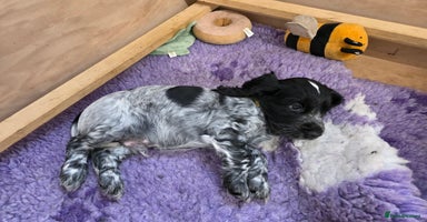 Cocker Spaniel dogs - Advert 8