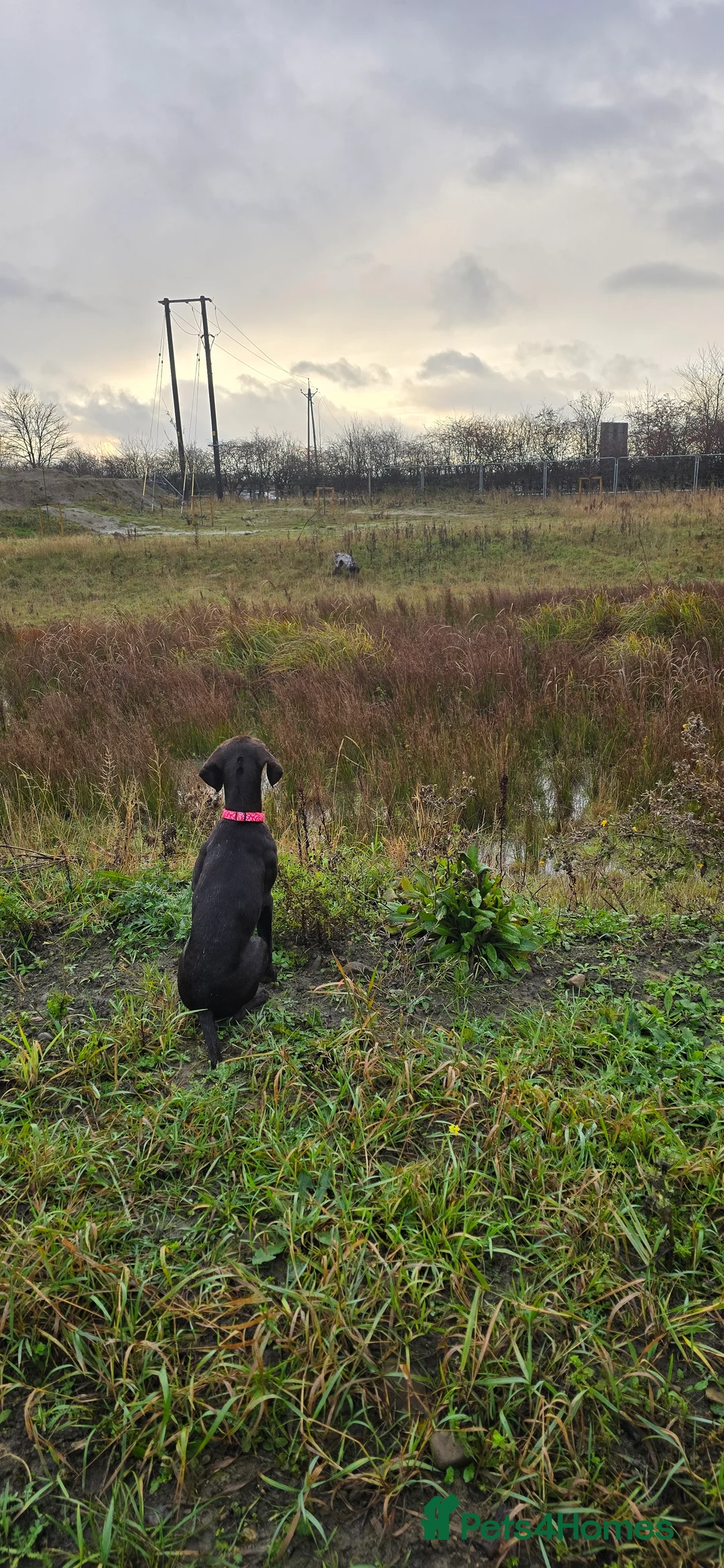 German Shorthaired Pointer dogs for sale: Rehoming our female GSP puppy, Cleo – 7 months old - Advert 7