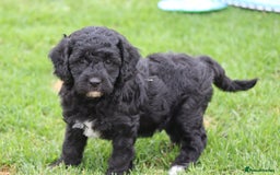 Cavapoochon dogs for sale: Beautiful Cavapoochon puppies for sale - Image 13