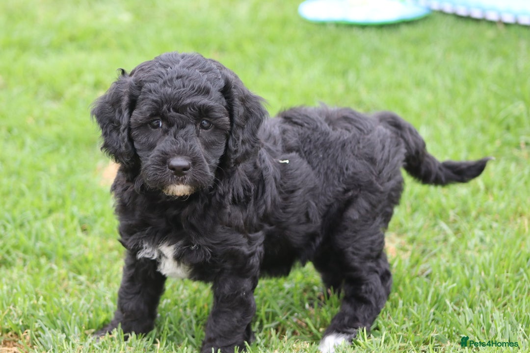 Cavapoochon dogs for sale: Beautiful Cavapoochon puppies for sale - Image 13