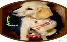 Golden Retriever dogs for sale: Golden retriever puppies KC REGISTERED  - Image 6