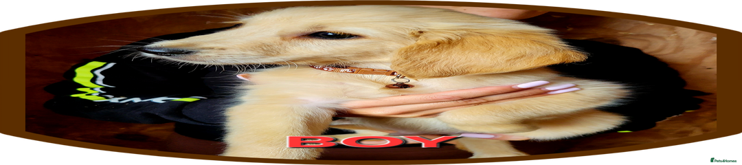 Golden Retriever Puppy 2